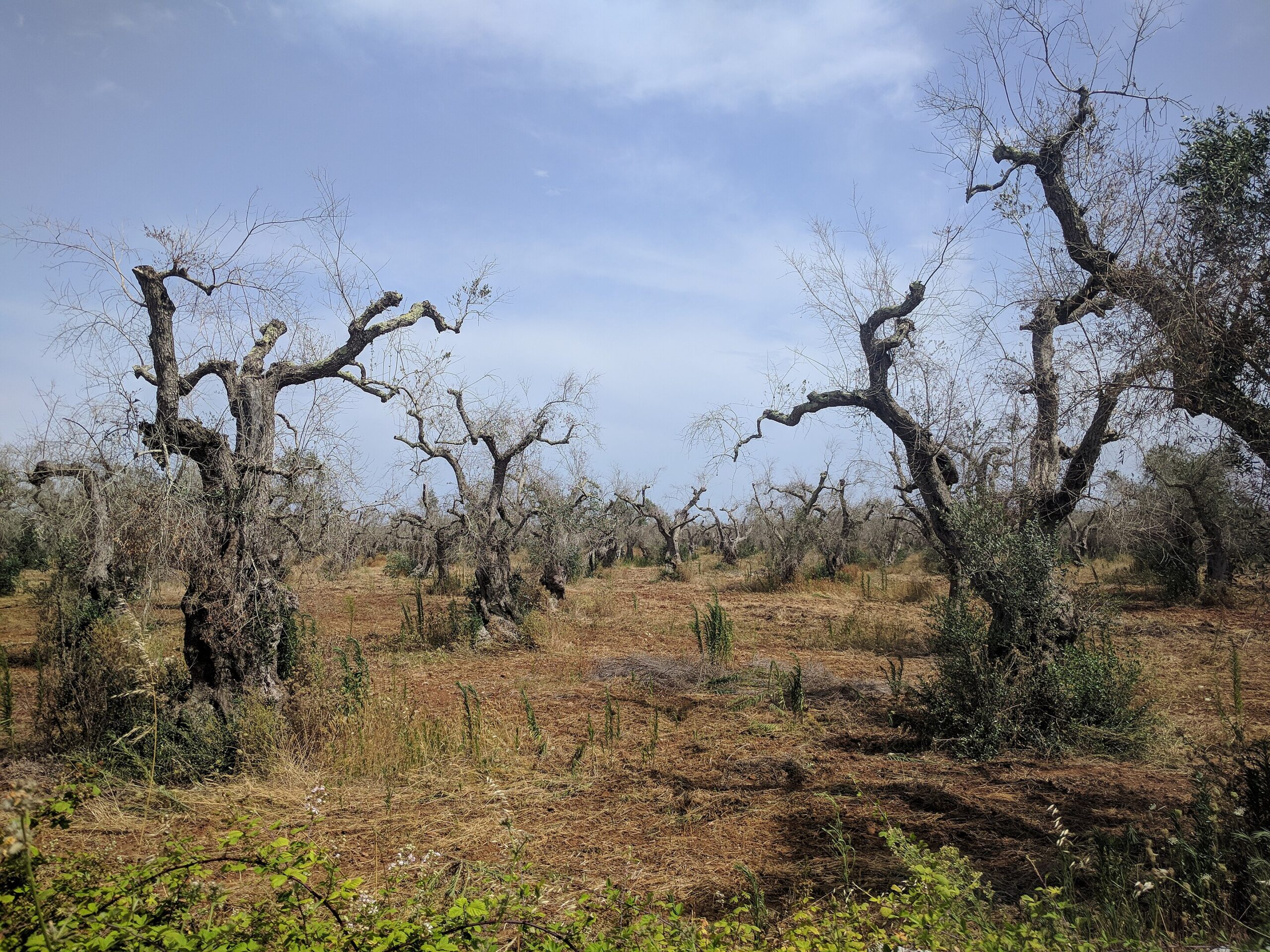 dead olive tree